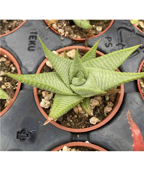 Haworthia limifolia Roux