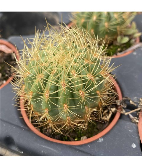 Oroya borchersii RH5587