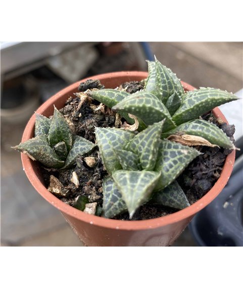 Haworthia tesselata 15km South of Olta Richtersveld
