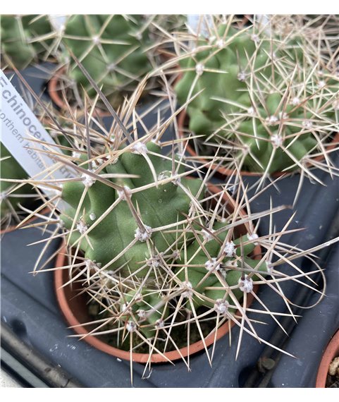 Echinocereus triglochidiatus El Paso Co Col