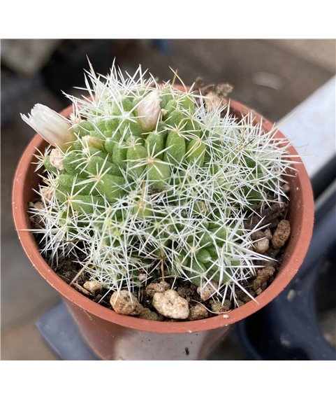Mammillaria camptotricha albispina