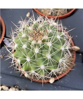 Submatucana tuberculosa FR1073