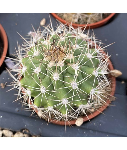 Submatucana tuberculosa FR1073