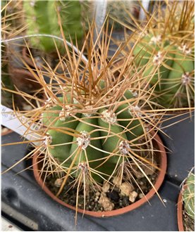 Trichocereus terscheckii JN1814