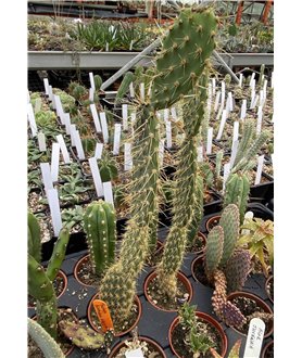 Tacinga palmadora HU 726 Theofilandia Bahia Brasil