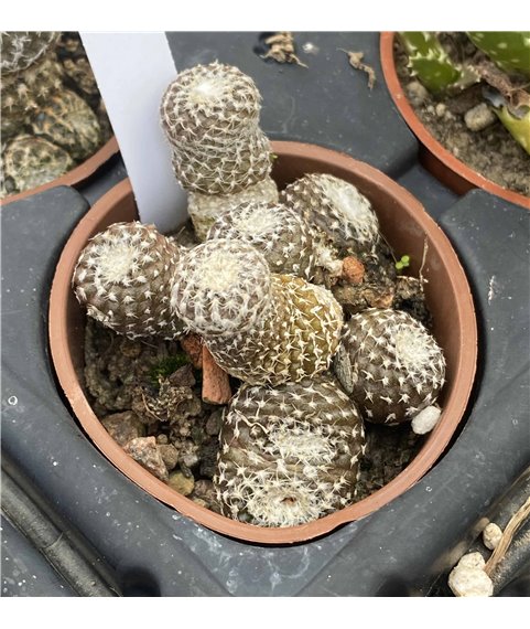 Copiapoa lauii