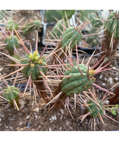 Euphorbia ferox