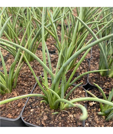 Agave striata ssp. striata