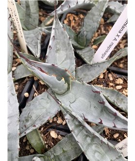 Agave salmiana x Agave mapisaga