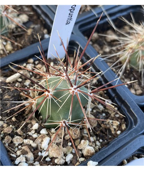 Corynopuntia grahamii