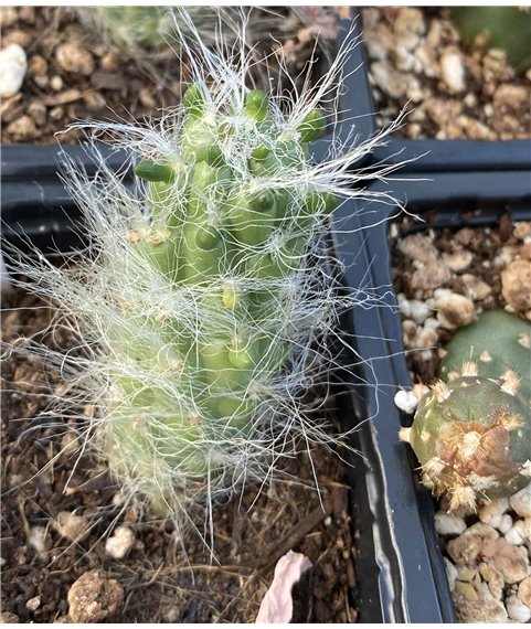 Austrocylindropuntia floccosa
