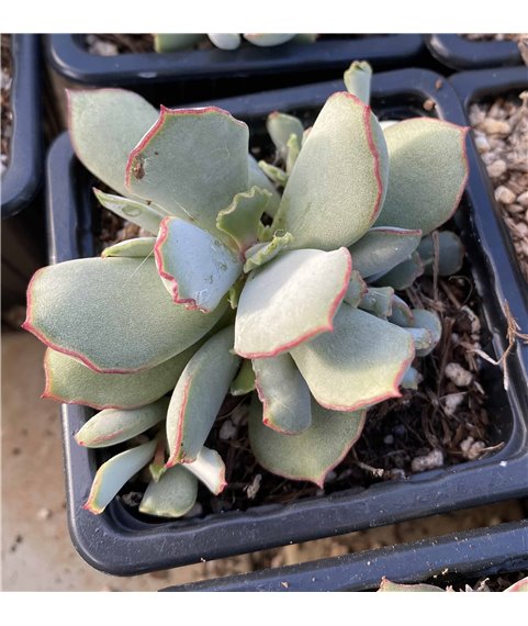 Cotyledon orbiculata Red Edge