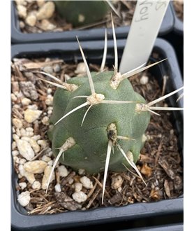 Tephrocactus ververoy