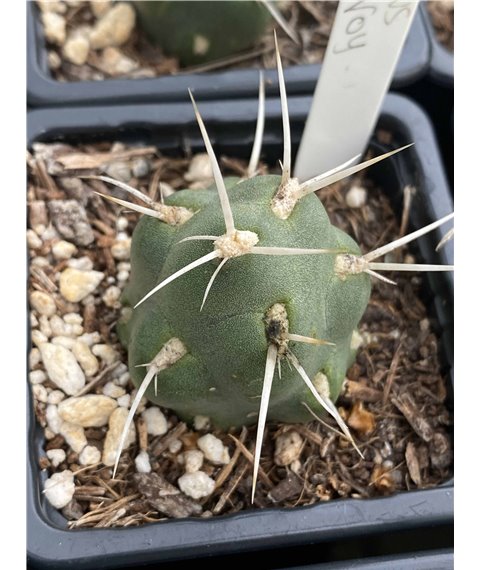 Tephrocactus ververoy
