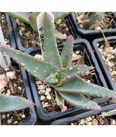Aloe brevifolia v. depressa
