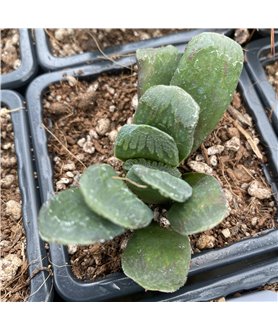 Haworthia x truncata
