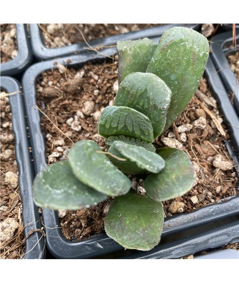 Haworthia x truncata