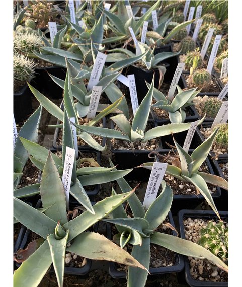 Agave ovatifolia