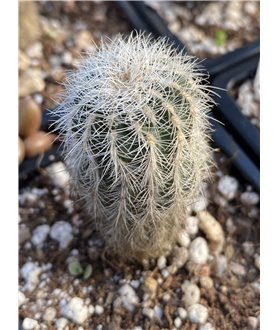 Gymnocalycium bruchii v niveum