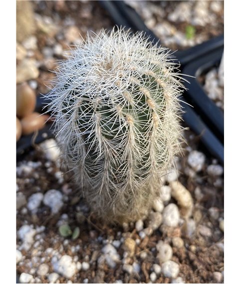Gymnocalycium bruchii v niveum