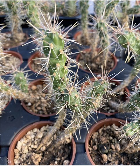 Opuntia imbricata