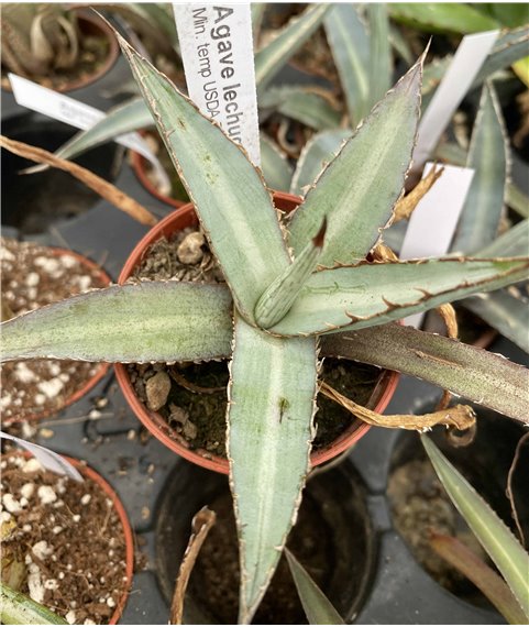 Agave lechuguilla Pale Blue