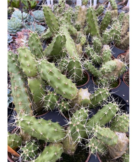 Echinocereus pentalophus