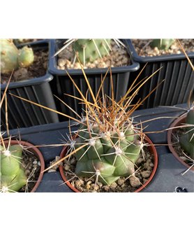 Thelocactus lophothele