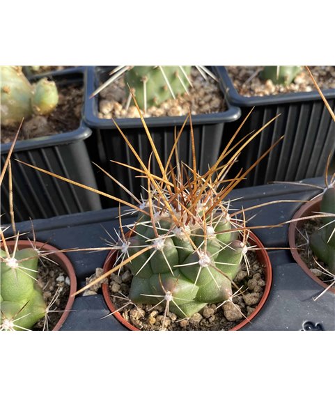 Thelocactus lophothele