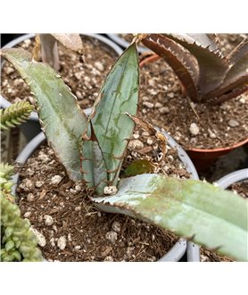 Agave difformis