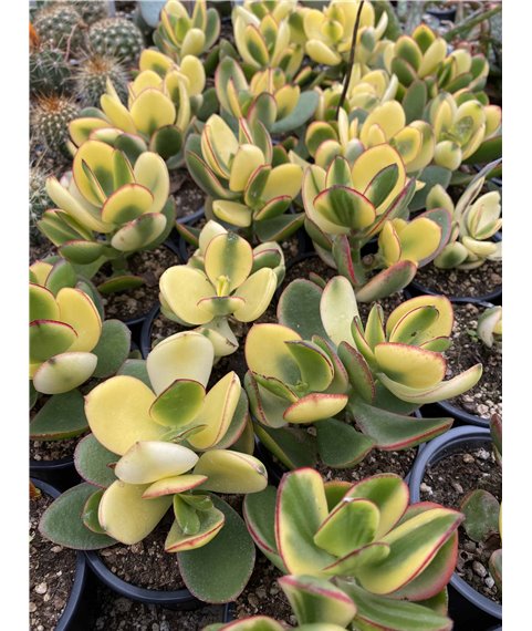 Crassula ovata f variegata 9cm