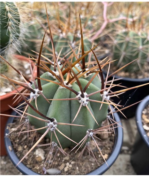 Trichocereus werdermannianus 9cm