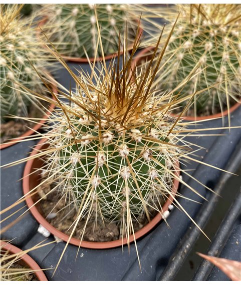 Trichocereus tarijensis