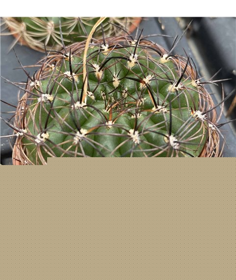 Matucana celendinensis KK1039