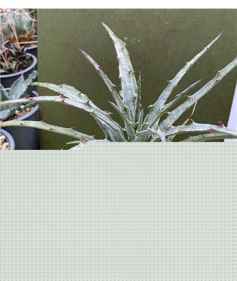 Hechtia lepidophylla