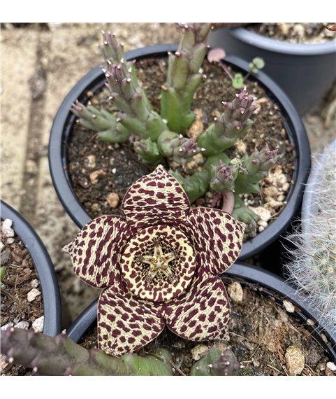 Stapelia variegata