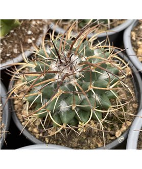 Mammillaria vagaspina Rep1114