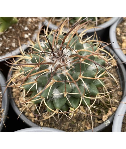 Mammillaria vagaspina Rep1114