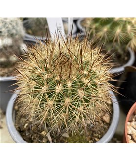 Neoporteria litoralis