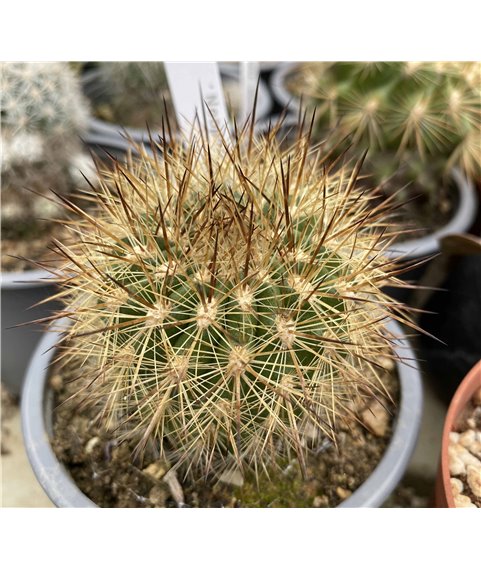 Neoporteria litoralis