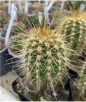 Trichocereus poco