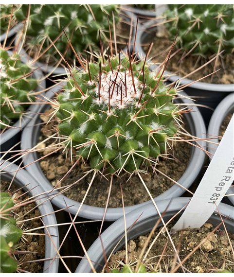 Mammillaria multiseta Rep 831