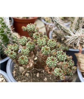 Euphorbia pfersdorfii