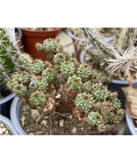 Euphorbia pfersdorfii