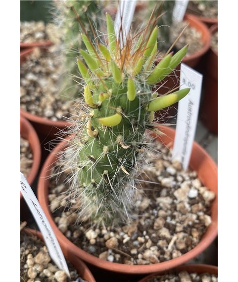 Austrocylindropuntia weingartiana WG296