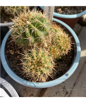 Trichoechinopsis purpureomineata