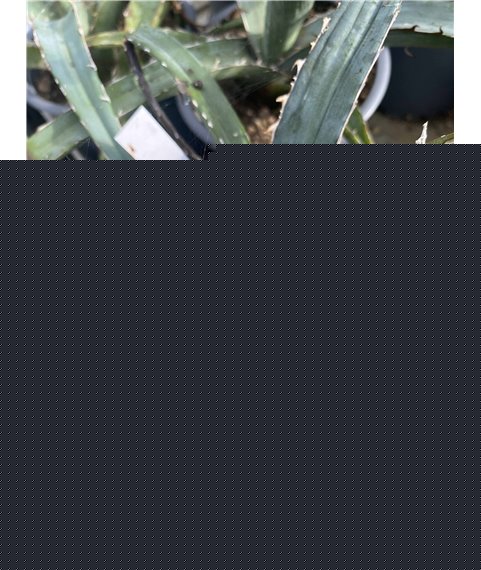 Agave xylonacantha Blue