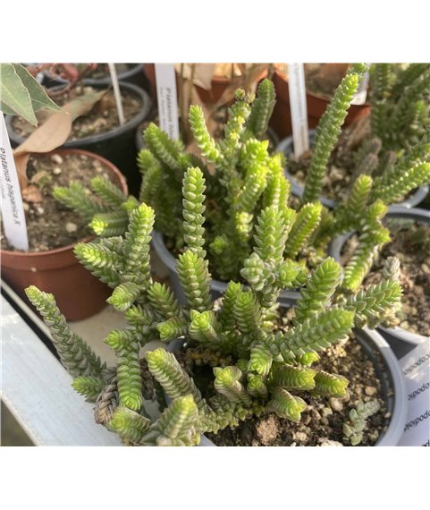 Crassula lycopodioides f. monstrosa