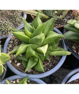Haworthia sp nova Dennie Ploth
