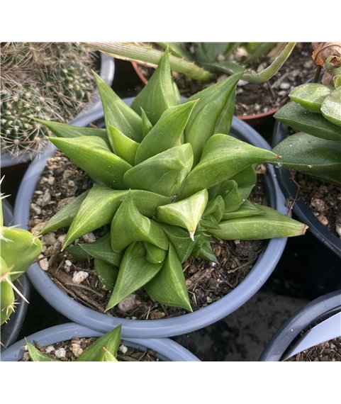 Haworthia sp nova Dennie Ploth